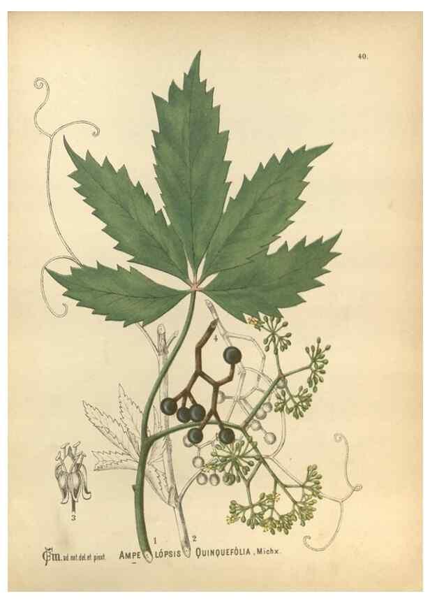 Reproducción/Reproduction 30091163581: Medicinal plants :. Philadelphia :J.C. Yorston,1892.