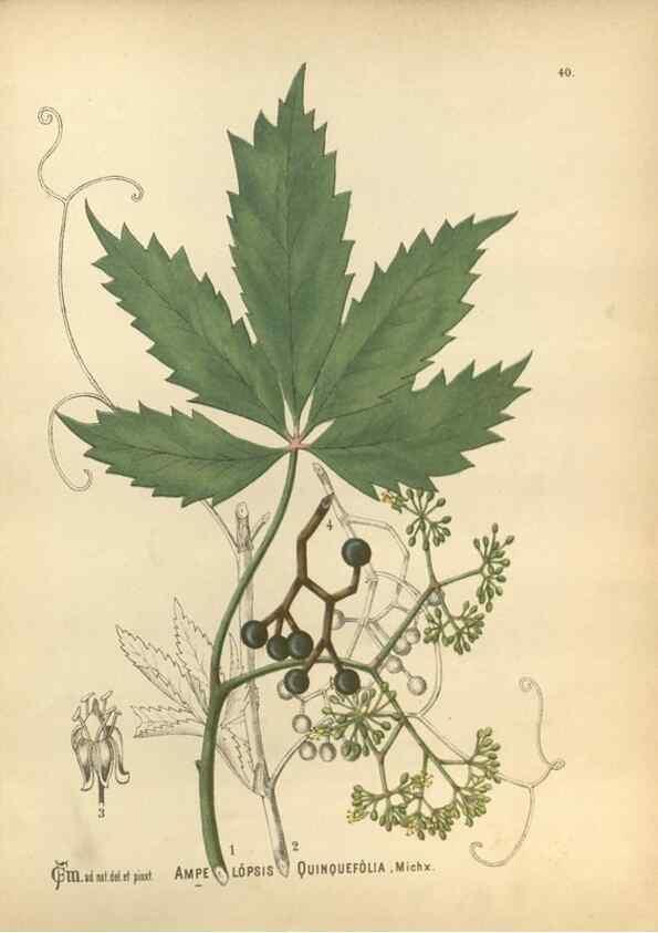 Reproducción/Reproduction 30091163581: Medicinal plants :. Philadelphia :J.C. Yorston,1892.