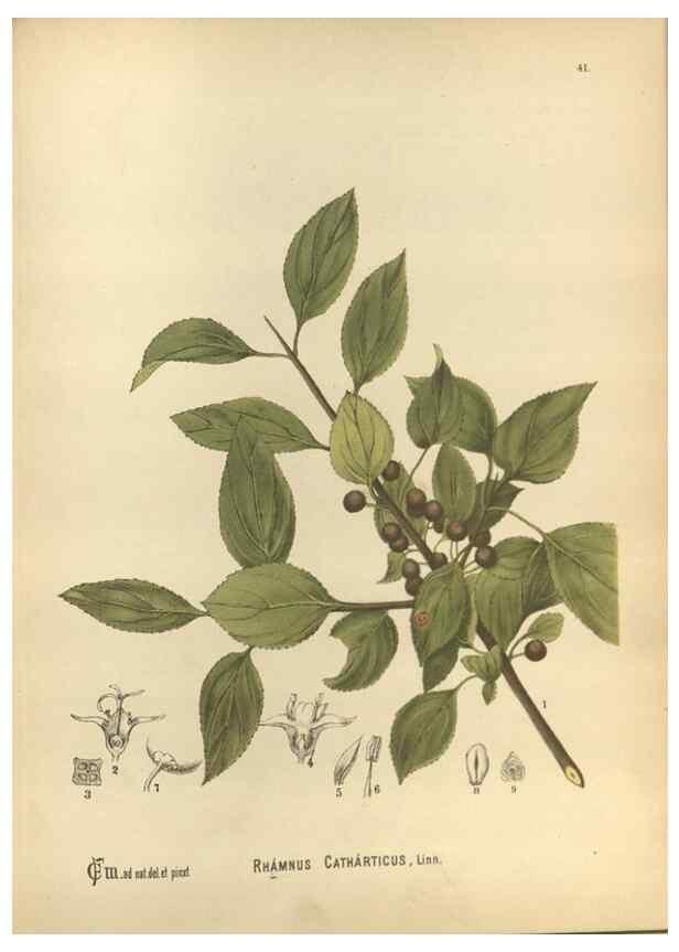 Reproducción/Reproduction 29546862674: Medicinal plants :. Philadelphia :J.C. Yorston,1892.