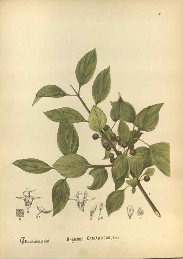 Reproducción/Reproduction 29546862674: Medicinal plants :. Philadelphia :J.C. Yorston,1892.