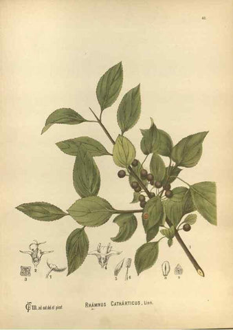 Reproducción/Reproduction 29546862674: Medicinal plants :. Philadelphia :J.C. Yorston,1892.