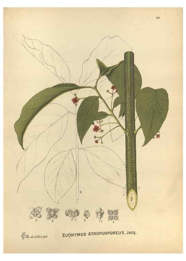 Reproducción/Reproduction 29546710203: Medicinal plants :. Philadelphia :J.C. Yorston,1892.