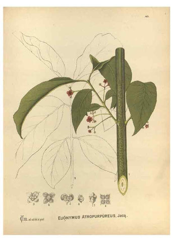 Reproducción/Reproduction 29546710203: Medicinal plants :. Philadelphia :J.C. Yorston,1892.