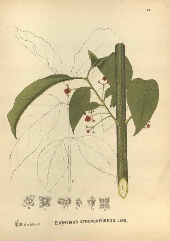Reproducción/Reproduction 29546710203: Medicinal plants :. Philadelphia :J.C. Yorston,1892.