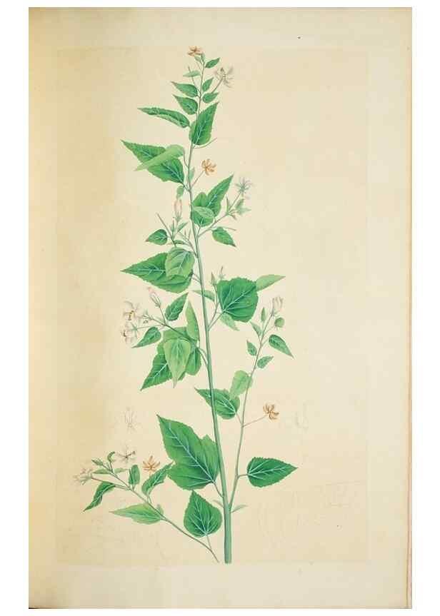 Reproducción/Reproduction 29929790150: Illustrationes florae novae hollandiae, sive icones generum quae in prodromo florae novae hollandiae et insulae van diemen descripsit robertus brown. Londini :Veneunt apud auctorem,1813