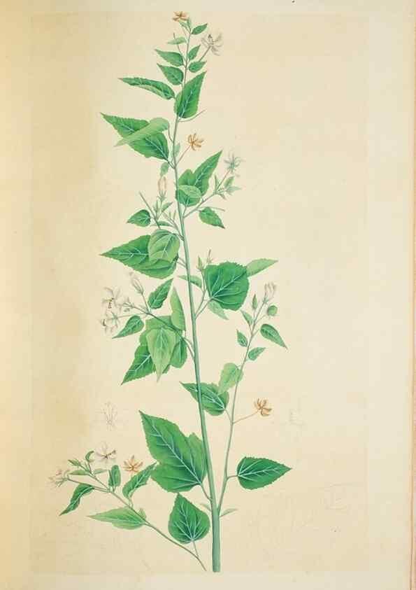 Reproducción/Reproduction 29929790150: Illustrationes florae novae hollandiae, sive icones generum quae in prodromo florae novae hollandiae et insulae van diemen descripsit robertus brown. Londini :Veneunt apud auctorem,1813