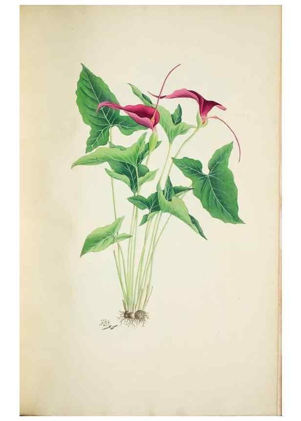 Reproducción/Reproduction 30140724591: Illustrationes florae novae hollandiae, sive icones generum quae in prodromo florae novae hollandiae et insulae van diemen descripsit robertus brown. Londini :Veneunt apud auctorem,1813