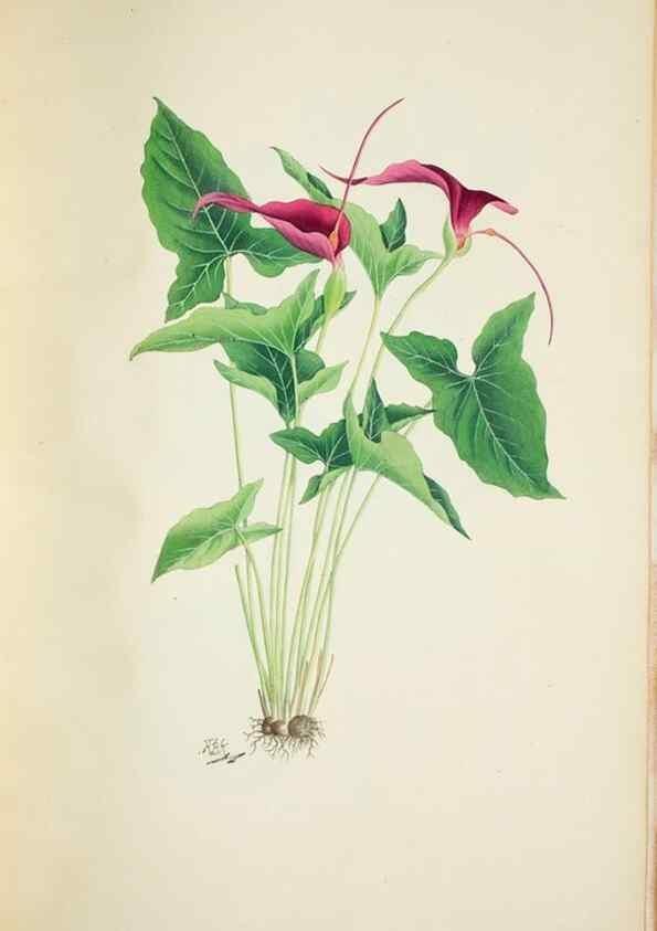 Reproducción/Reproduction 30140724591: Illustrationes florae novae hollandiae, sive icones generum quae in prodromo florae novae hollandiae et insulae van diemen descripsit robertus brown. Londini :Veneunt apud auctorem,1813