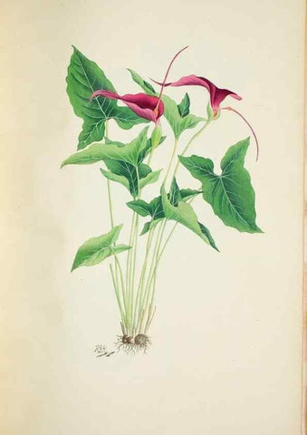 Reproducción/Reproduction 30140724591: Illustrationes florae novae hollandiae, sive icones generum quae in prodromo florae novae hollandiae et insulae van diemen descripsit robertus brown. Londini :Veneunt apud auctorem,1813
