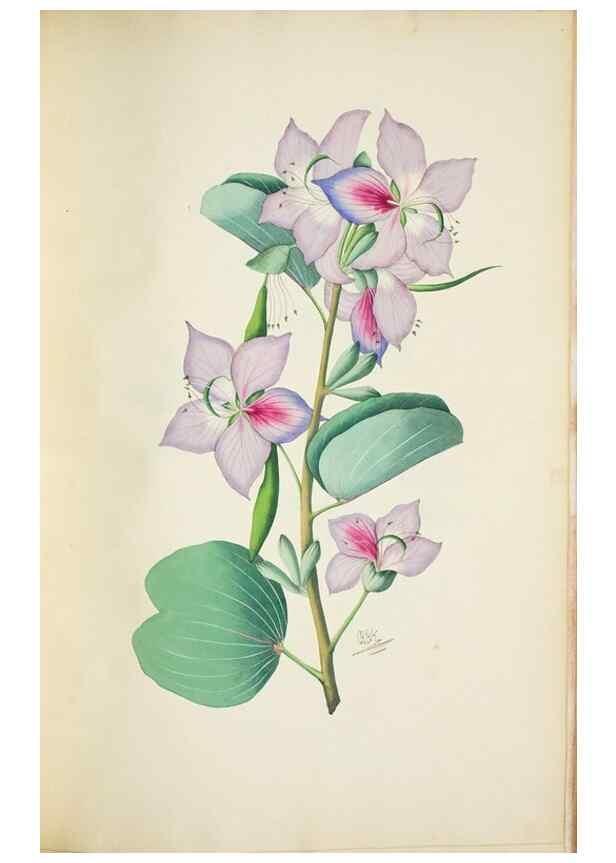 Reproducción/Reproduction 29595908194: Illustrationes florae novae hollandiae, sive icones generum quae in prodromo florae novae hollandiae et insulae van diemen descripsit robertus brown. Londini :Veneunt apud auctorem,1813