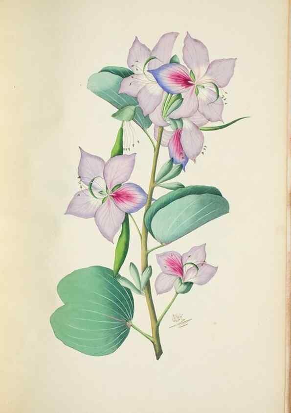 Reproducción/Reproduction 29595908194: Illustrationes florae novae hollandiae, sive icones generum quae in prodromo florae novae hollandiae et insulae van diemen descripsit robertus brown. Londini :Veneunt apud auctorem,1813