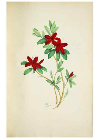 Reproducción/Reproduction 30191252466: Illustrationes florae novae hollandiae, sive icones generum quae in prodromo florae novae hollandiae et insulae van diemen descripsit robertus brown. Londini :Veneunt apud auctorem,1813