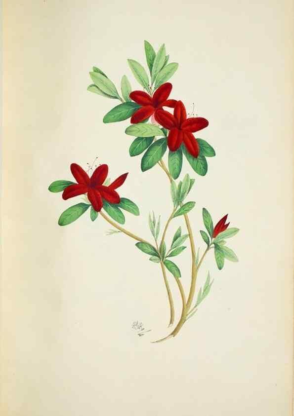 Reproducción/Reproduction 30191252466: Illustrationes florae novae hollandiae, sive icones generum quae in prodromo florae novae hollandiae et insulae van diemen descripsit robertus brown. Londini :Veneunt apud auctorem,1813