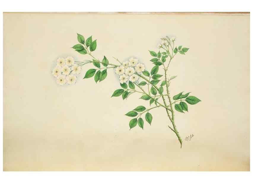 Reproducción/Reproduction 30140734331: Illustrationes florae novae hollandiae, sive icones generum quae in prodromo florae novae hollandiae et insulae van diemen descripsit robertus brown. Londini :Veneunt apud auctorem,1813
