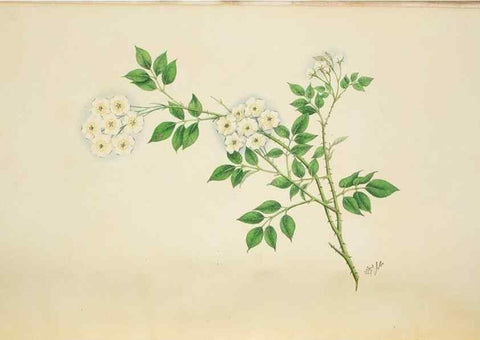 Reproducción/Reproduction 30140734331: Illustrationes florae novae hollandiae, sive icones generum quae in prodromo florae novae hollandiae et insulae van diemen descripsit robertus brown. Londini :Veneunt apud auctorem,1813