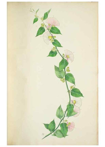 Reproducción/Reproduction 30226016565: Illustrationes florae novae hollandiae, sive icones generum quae in prodromo florae novae hollandiae et insulae van diemen descripsit robertus brown. Londini :Veneunt apud auctorem,1813