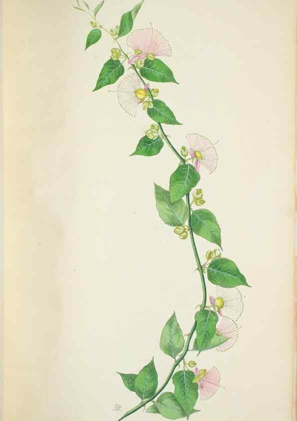 Reproducción/Reproduction 30226016565: Illustrationes florae novae hollandiae, sive icones generum quae in prodromo florae novae hollandiae et insulae van diemen descripsit robertus brown. Londini :Veneunt apud auctorem,1813
