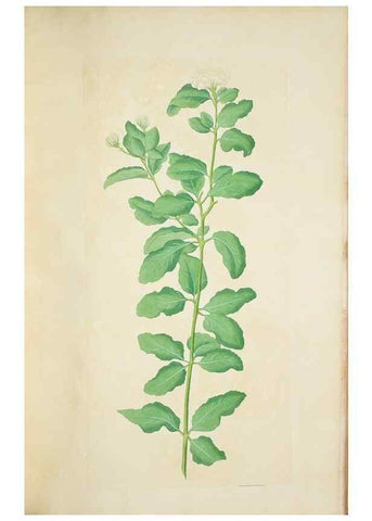 Reproducción/Reproduction 30140741901: Illustrationes florae novae hollandiae, sive icones generum quae in prodromo florae novae hollandiae et insulae van diemen descripsit robertus brown. Londini :Veneunt apud auctorem,1813