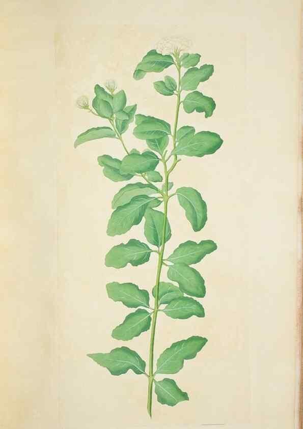 Reproducción/Reproduction 30140741901: Illustrationes florae novae hollandiae, sive icones generum quae in prodromo florae novae hollandiae et insulae van diemen descripsit robertus brown. Londini :Veneunt apud auctorem,1813