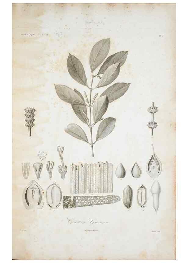Reproducción/Reproduction 30191274366: Illustrationes florae novae hollandiae, sive icones generum quae in prodromo florae novae hollandiae et insulae van diemen descripsit robertus brown. Londini :Veneunt apud auctorem,1813