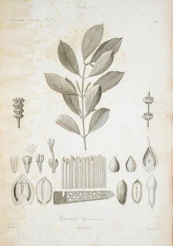 Reproducción/Reproduction 30191274366: Illustrationes florae novae hollandiae, sive icones generum quae in prodromo florae novae hollandiae et insulae van diemen descripsit robertus brown. Londini :Veneunt apud auctorem,1813