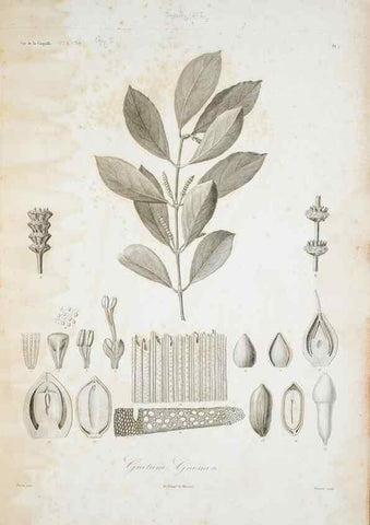 Reproducción/Reproduction 30191274366: Illustrationes florae novae hollandiae, sive icones generum quae in prodromo florae novae hollandiae et insulae van diemen descripsit robertus brown. Londini :Veneunt apud auctorem,1813