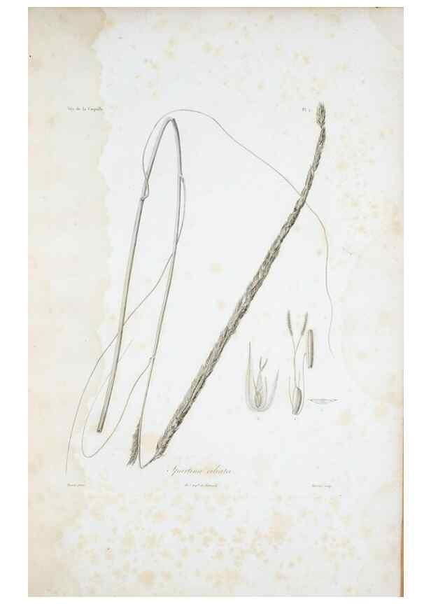 Reproducción/Reproduction 30111246512: Illustrationes florae novae hollandiae, sive icones generum quae in prodromo florae novae hollandiae et insulae van diemen descripsit robertus brown. Londini :Veneunt apud auctorem,1813