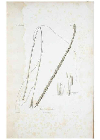 Reproducción/Reproduction 30111246512: Illustrationes florae novae hollandiae, sive icones generum quae in prodromo florae novae hollandiae et insulae van diemen descripsit robertus brown. Londini :Veneunt apud auctorem,1813