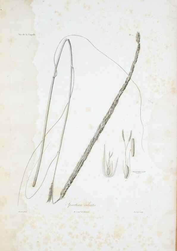 Reproducción/Reproduction 30111246512: Illustrationes florae novae hollandiae, sive icones generum quae in prodromo florae novae hollandiae et insulae van diemen descripsit robertus brown. Londini :Veneunt apud auctorem,1813