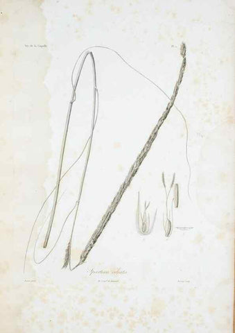 Reproducción/Reproduction 30111246512: Illustrationes florae novae hollandiae, sive icones generum quae in prodromo florae novae hollandiae et insulae van diemen descripsit robertus brown. Londini :Veneunt apud auctorem,1813