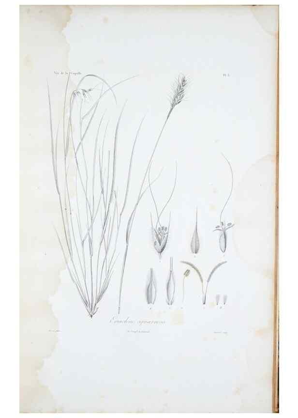 Reproducción/Reproduction 30111249402: Illustrationes florae novae hollandiae, sive icones generum quae in prodromo florae novae hollandiae et insulae van diemen descripsit robertus brown. Londini :Veneunt apud auctorem,1813