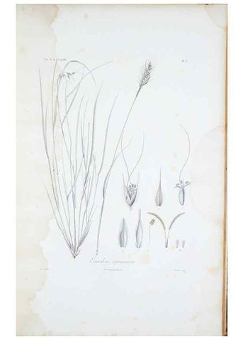 Reproducción/Reproduction 30111249402: Illustrationes florae novae hollandiae, sive icones generum quae in prodromo florae novae hollandiae et insulae van diemen descripsit robertus brown. Londini :Veneunt apud auctorem,1813