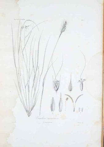 Reproducción/Reproduction 30111249402: Illustrationes florae novae hollandiae, sive icones generum quae in prodromo florae novae hollandiae et insulae van diemen descripsit robertus brown. Londini :Veneunt apud auctorem,1813