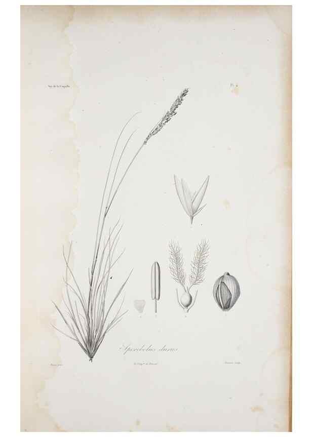 Reproducción/Reproduction 29595924654: Illustrationes florae novae hollandiae, sive icones generum quae in prodromo florae novae hollandiae et insulae van diemen descripsit robertus brown. Londini :Veneunt apud auctorem,1813