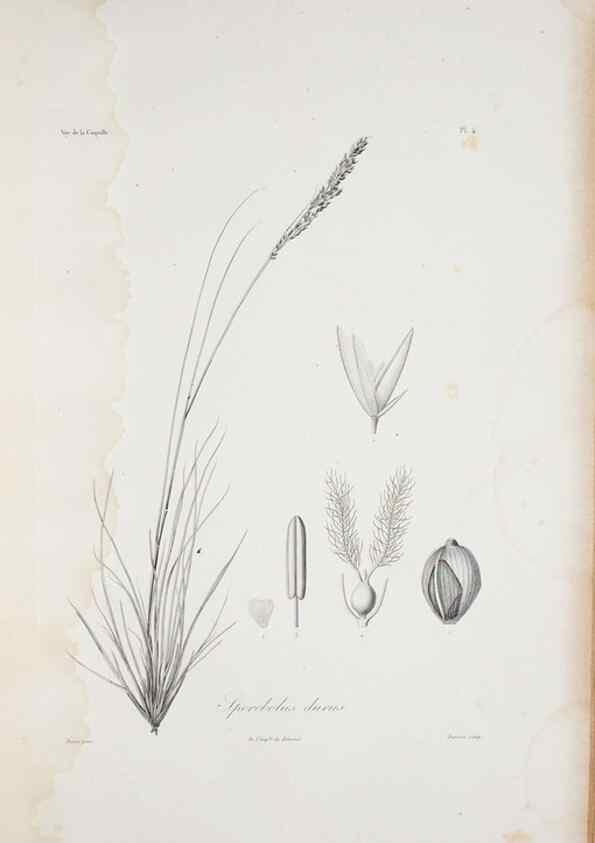 Reproducción/Reproduction 29595924654: Illustrationes florae novae hollandiae, sive icones generum quae in prodromo florae novae hollandiae et insulae van diemen descripsit robertus brown. Londini :Veneunt apud auctorem,1813