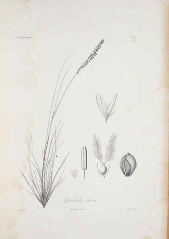 Reproducción/Reproduction 29595924654: Illustrationes florae novae hollandiae, sive icones generum quae in prodromo florae novae hollandiae et insulae van diemen descripsit robertus brown. Londini :Veneunt apud auctorem,1813