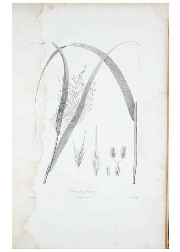 Reproducción/Reproduction 30111256292: Illustrationes florae novae hollandiae, sive icones generum quae in prodromo florae novae hollandiae et insulae van diemen descripsit robertus brown. Londini :Veneunt apud auctorem,1813