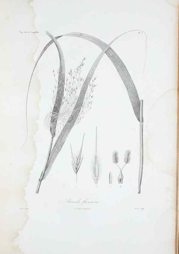 Reproducción/Reproduction 30111256292: Illustrationes florae novae hollandiae, sive icones generum quae in prodromo florae novae hollandiae et insulae van diemen descripsit robertus brown. Londini :Veneunt apud auctorem,1813