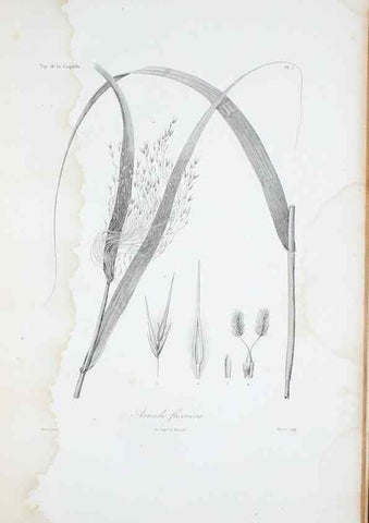 Reproducción/Reproduction 30111256292: Illustrationes florae novae hollandiae, sive icones generum quae in prodromo florae novae hollandiae et insulae van diemen descripsit robertus brown. Londini :Veneunt apud auctorem,1813