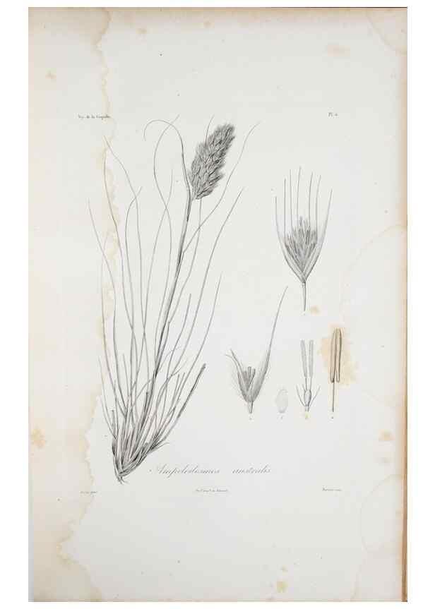 Reproducción/Reproduction 29596702553: Illustrationes florae novae hollandiae, sive icones generum quae in prodromo florae novae hollandiae et insulae van diemen descripsit robertus brown. Londini :Veneunt apud auctorem,1813