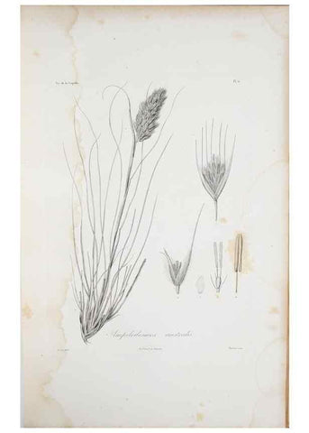 Reproducción/Reproduction 29596702553: Illustrationes florae novae hollandiae, sive icones generum quae in prodromo florae novae hollandiae et insulae van diemen descripsit robertus brown. Londini :Veneunt apud auctorem,1813