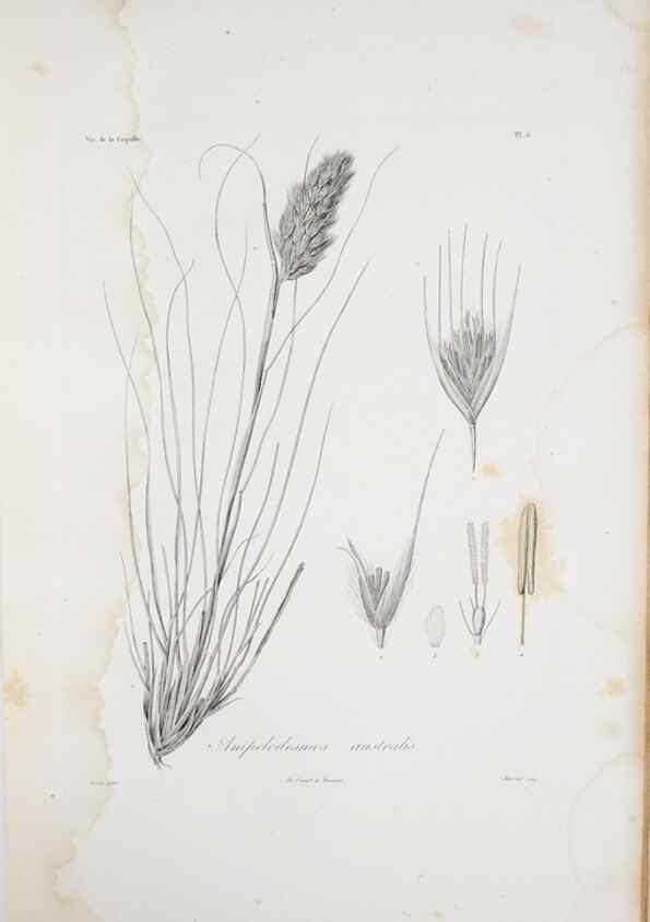 Reproducción/Reproduction 29596702553: Illustrationes florae novae hollandiae, sive icones generum quae in prodromo florae novae hollandiae et insulae van diemen descripsit robertus brown. Londini :Veneunt apud auctorem,1813
