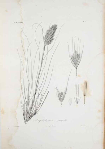 Reproducción/Reproduction 29596702553: Illustrationes florae novae hollandiae, sive icones generum quae in prodromo florae novae hollandiae et insulae van diemen descripsit robertus brown. Londini :Veneunt apud auctorem,1813