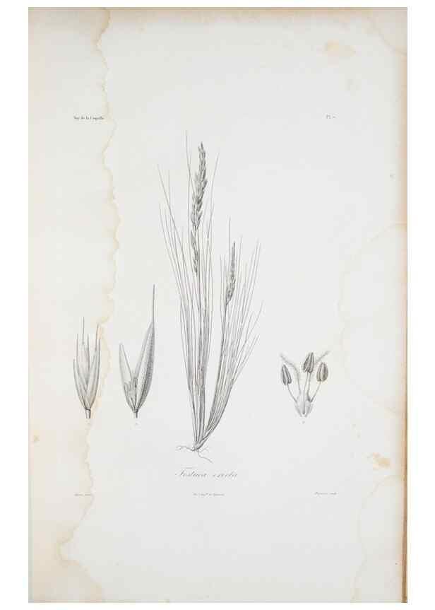 Reproducción/Reproduction 30226049855: Illustrationes florae novae hollandiae, sive icones generum quae in prodromo florae novae hollandiae et insulae van diemen descripsit robertus brown. Londini :Veneunt apud auctorem,1813