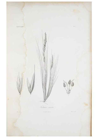 Reproducción/Reproduction 30226049855: Illustrationes florae novae hollandiae, sive icones generum quae in prodromo florae novae hollandiae et insulae van diemen descripsit robertus brown. Londini :Veneunt apud auctorem,1813