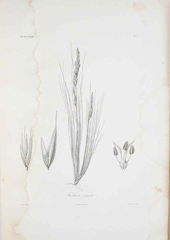 Reproducción/Reproduction 30226049855: Illustrationes florae novae hollandiae, sive icones generum quae in prodromo florae novae hollandiae et insulae van diemen descripsit robertus brown. Londini :Veneunt apud auctorem,1813