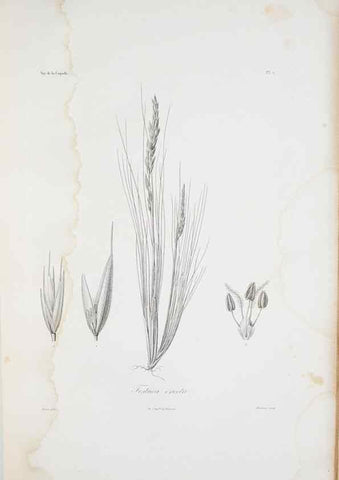 Reproducción/Reproduction 30226049855: Illustrationes florae novae hollandiae, sive icones generum quae in prodromo florae novae hollandiae et insulae van diemen descripsit robertus brown. Londini :Veneunt apud auctorem,1813