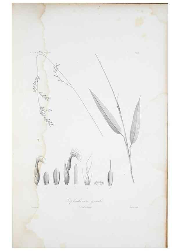 Reproducción/Reproduction 29929829820: Illustrationes florae novae hollandiae, sive icones generum quae in prodromo florae novae hollandiae et insulae van diemen descripsit robertus brown. Londini :Veneunt apud auctorem,1813