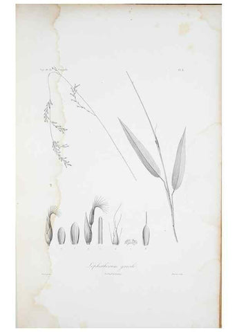 Reproducción/Reproduction 29929829820: Illustrationes florae novae hollandiae, sive icones generum quae in prodromo florae novae hollandiae et insulae van diemen descripsit robertus brown. Londini :Veneunt apud auctorem,1813