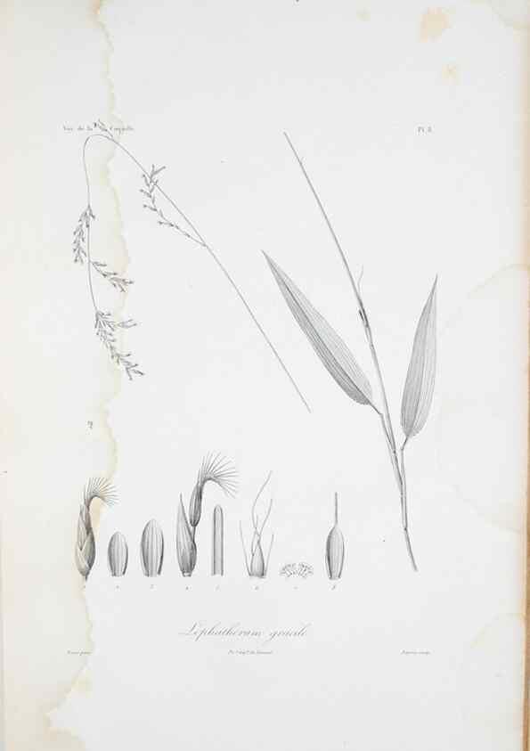Reproducción/Reproduction 29929829820: Illustrationes florae novae hollandiae, sive icones generum quae in prodromo florae novae hollandiae et insulae van diemen descripsit robertus brown. Londini :Veneunt apud auctorem,1813